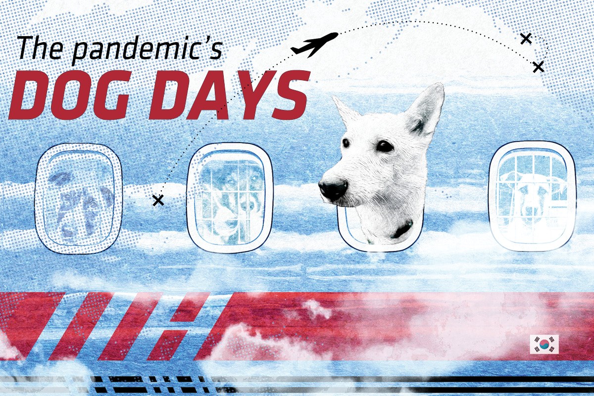 The Pandemic’s Canine Days: How COVID-19 has sophisticated worldwide pet adoption