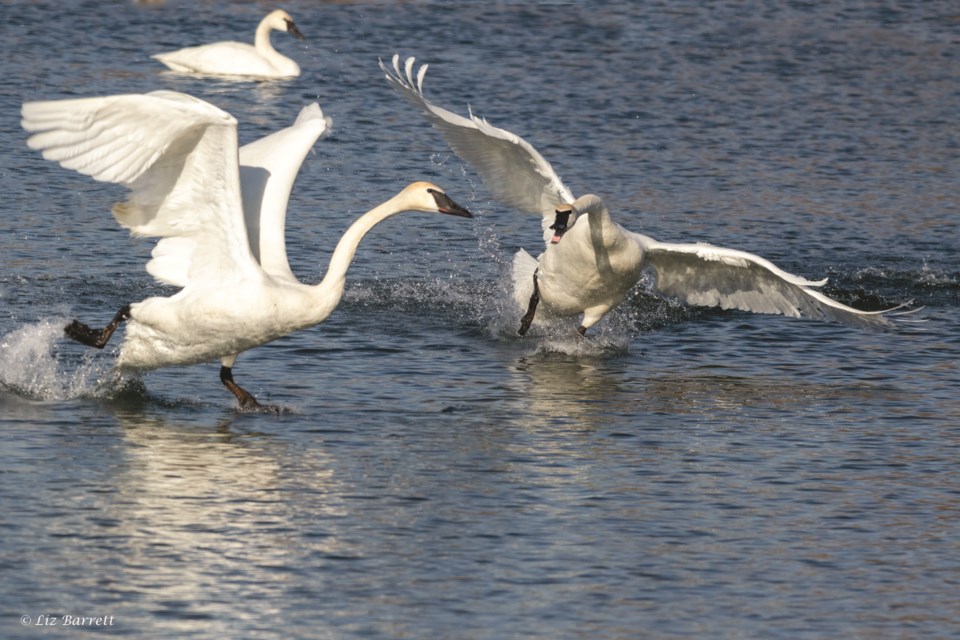 Fork in the Road 28.09 photo by Liz Barrett Pique--Two Swans