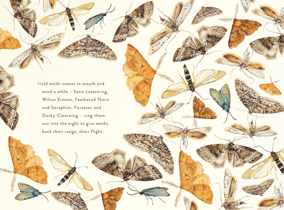 mothpoem