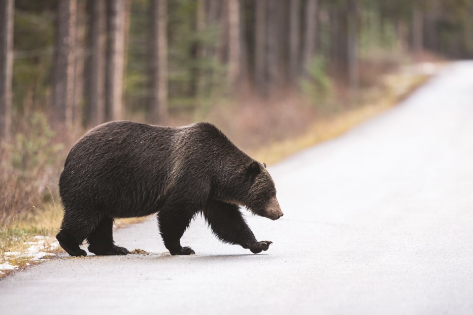 N-Grizzly Bear Fences 28.30 PHOTO BY COLLEEN GARA : GETTY IMAGES