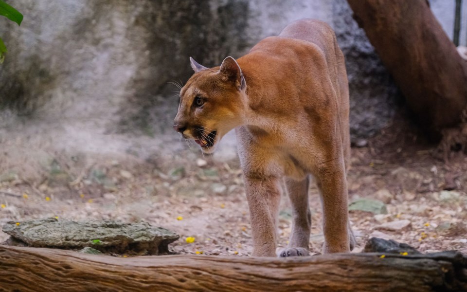 News-Cougar-Preservation-Lilwat-Donation-030421