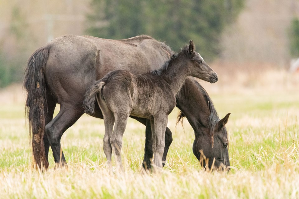 HORSING AROUND A fresh foal spotted among a herd of free-roaming horses in Mount Currie this April sticks close to its mom. 