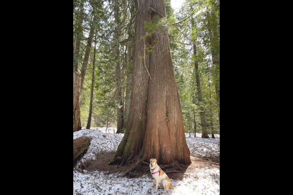 OBSERVING OLD GROWTH Presley poses for a photo during a hike to Whistler's Ancient Cedars, standing/sitting in solidarity with those calling for the protection of B.C.’s old-growth forests.