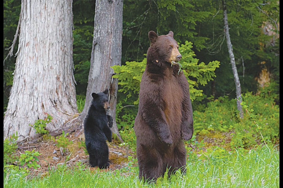 BEAR AWARE A pair of local black bears masquerading as meerkats were snapped in a state of grass-fueled disbelief in the Callaghan Valley on Friday, June 11.