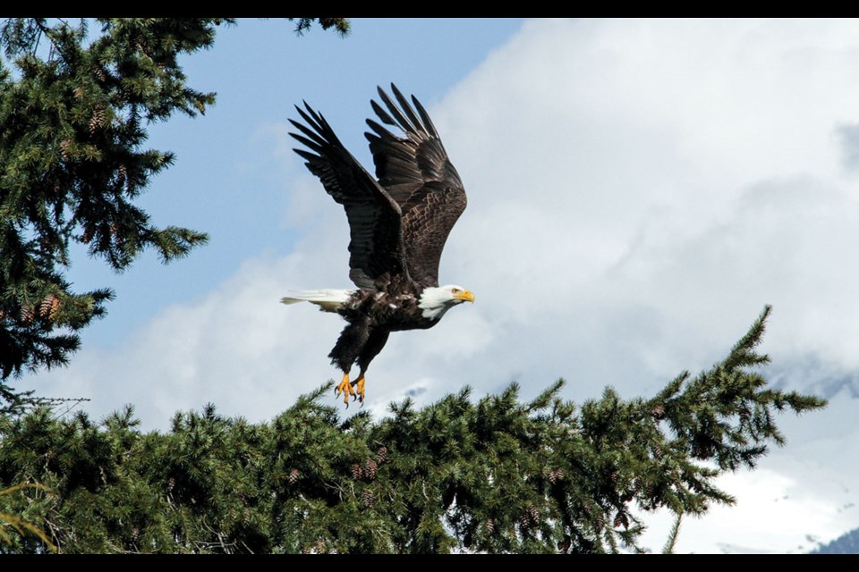 EAGLE EYE  A majestic bald eagle was spotted just south of Rainbow Park on Wednesday, March 31. “The hill may be closed to us but the lake was thawing and opening up for this beauty,” noted the photographer.