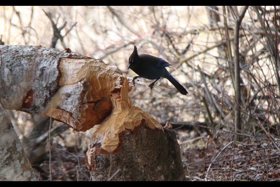 CAUGHT IN THE ACT A bird was spotted on a toppled-over tree near the end of Whistler’s River Of Golden Dreams on Thursday, April 8.