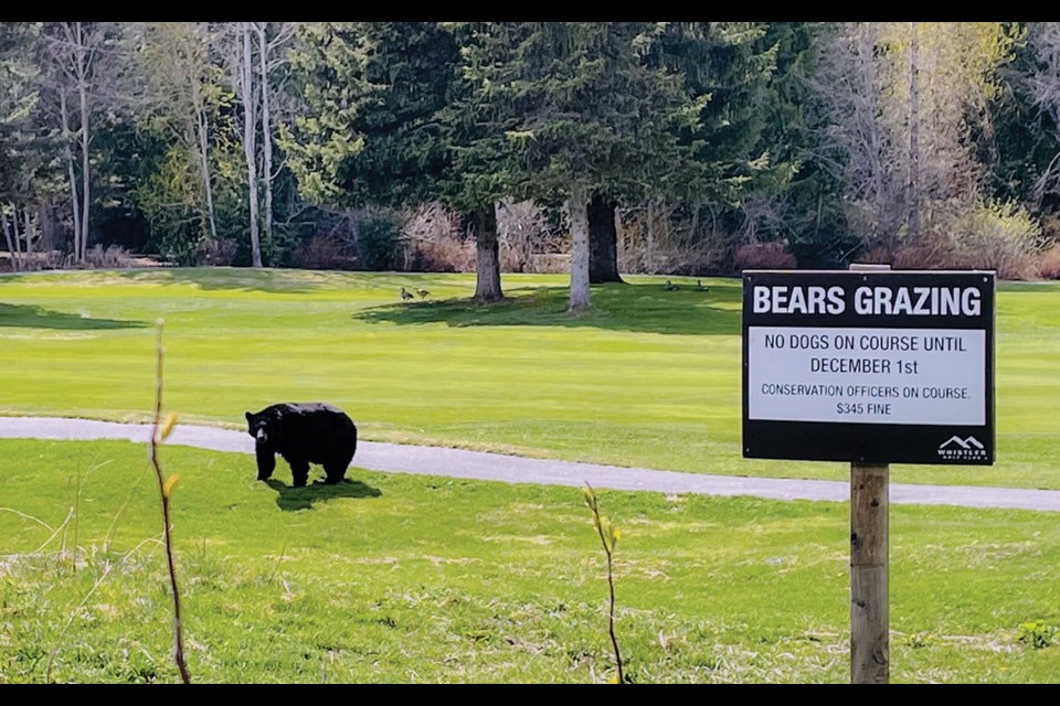 BOGEY BEAR A black bear headed out for a sunny stroll along the Whistler Golf Course on May 2. 