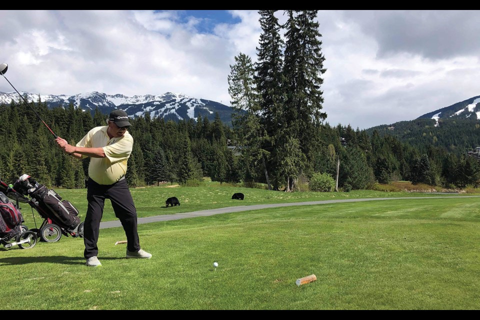 GOLFING BEARS A pair of black bears observe John Benbow’s swing during a Mother’s Day golf game at the Whistler Golf Course.