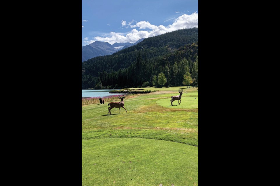 WILDLIFE WARS Two stags and a black bear walk into a bar—or rather, Nicklaus North Golf Course. We’ll leave the rest of that joke up to your imagination. 