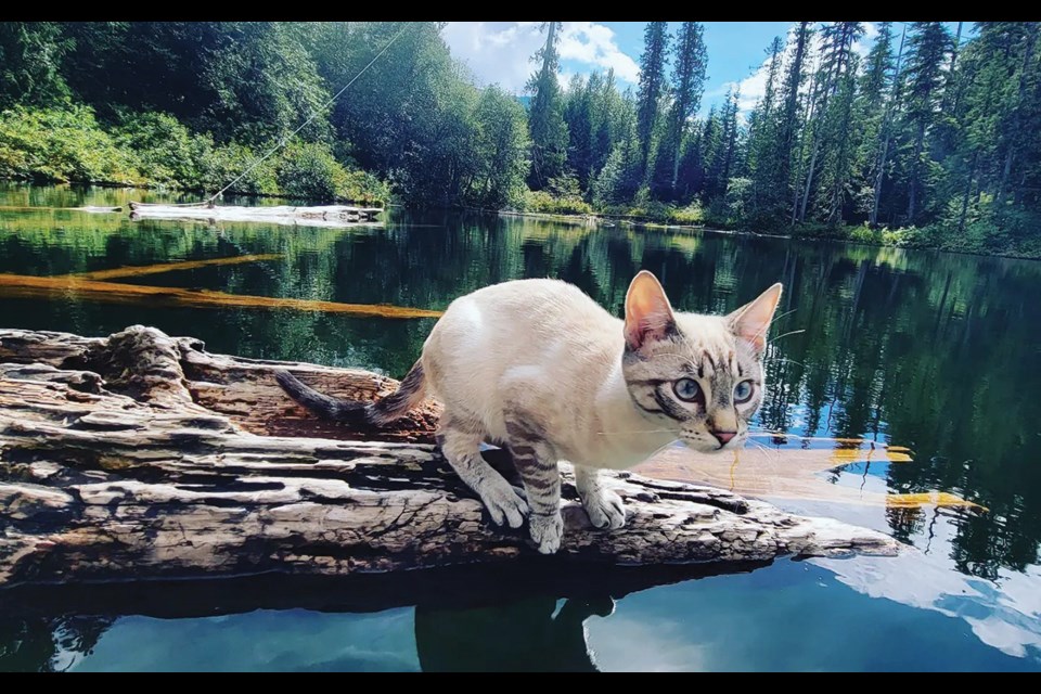DIVING IN It was a great week for aquatic feline photography in and around Whistler. Frankie considers a plunge into Hippie Lake on a brilliantly sunny day this weekend.
