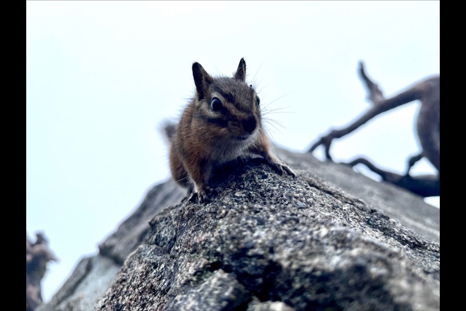 TAILS ON TRAILS Reporter Scott Tibballs was out and about on the Sea to Sky Trail last weekend, along with his trusty camera. Along the route, he spotted a chipmunk touring the trail, too.
