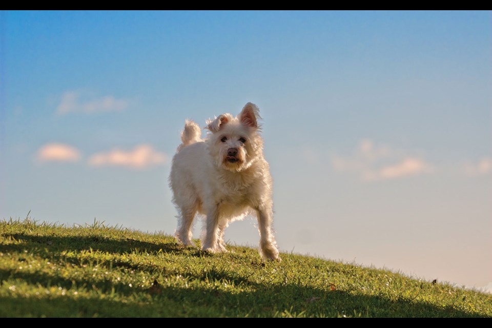 TRIBUTE TO TERRA Whistler’s (probable) oldest dog, Terra, crossed the rainbow bridge on Monday, April 11, after more than 19 wonderful years with her family. Terra’s humans Hannah and Raymond would like to thank the hundreds of Whistler residents, workers, tourists and friends who always had time for a word and pats for Terra. “Your patience and kindness, especially in Terra’s senior years, was appreciated and won’t be forgotten,” they wrote.