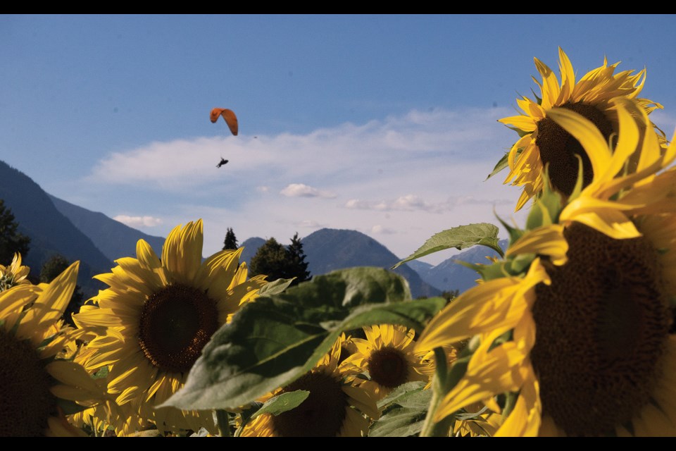 FLYING HIGH A paraglider earned a birds-eye view of Laughing Crow Organics Pemberton Sunflower Maze late last month, before the maze closed for the season on Sept. 7. 