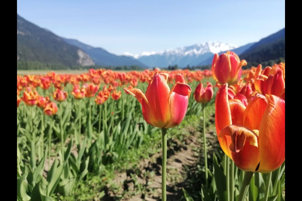 IN BLOOM The tulip fields were in fine form at The Beer Farmers and Laughing Crow Organics in Pemberton over the weekend. 