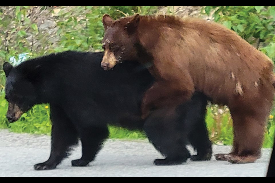 FURRY FRIENDS A pair of bears were spotted er, wrestling, in Whistler’s Rainbow neighbourhood on Monday, June 13.