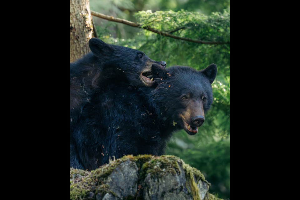A MOTHER’S PATIENCE A mother black bear and her cub were captured having an adorable moment on camera last week at a Whistler golf course.