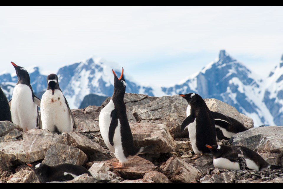 Penguins
Photo by Lisa TE Sonne
