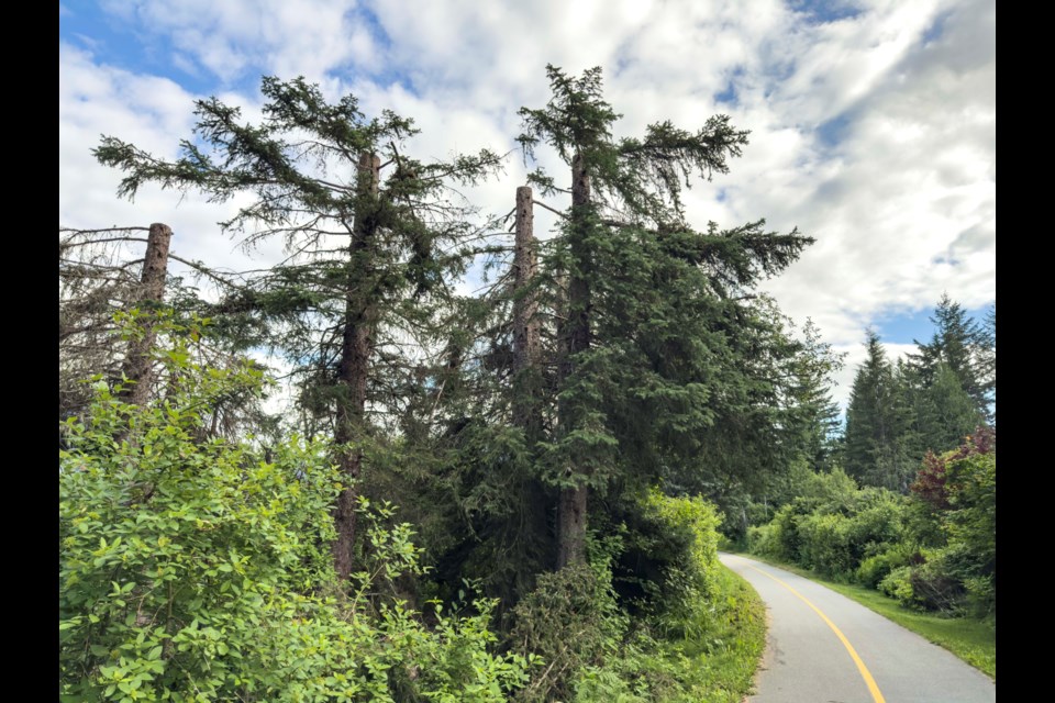 Called a ‘carnage’ by the president of a local environmental group, six spruce trees were topped in priority habitat in late June. 