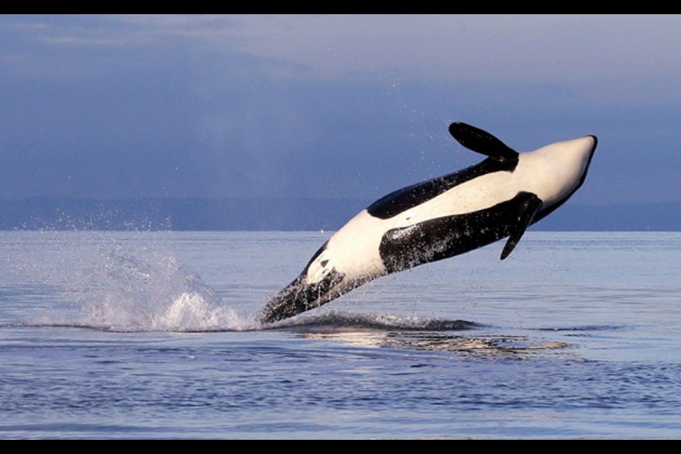 A female orca leaps from the water while breaching in Puget Sound. Environmental groups are calling for increased enforcement after a report documented whale watchers breaching legal buffer zones and crossing into U.S. waters.
Photograph By ELAINE THOMPSON / THE ASSOCIATED PRESS