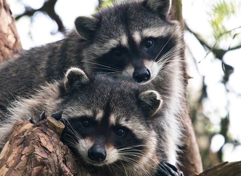 wildlife-exhibit