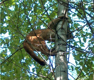 cougar_treed
