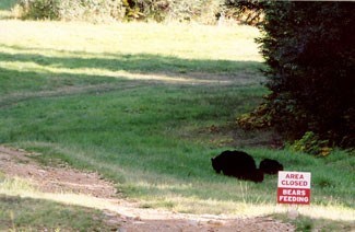 bearsfeeding