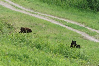 bearupdate1224