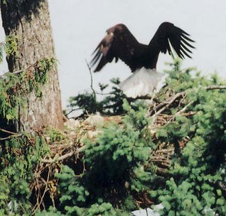 eagles-nest1
