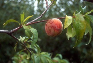 tewinkel-peach