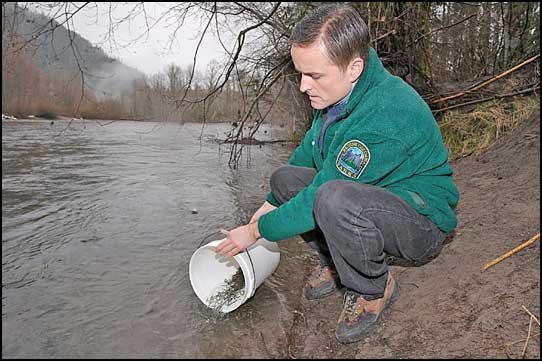 Barry Penner, provincial environment minister, helps release federal hatchery pink salmon fry into Cheakamus River. Photo by Maureen Provencal