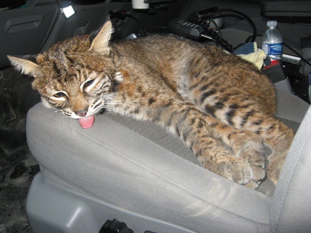 1450bobcat