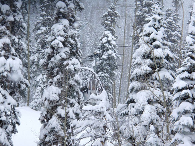 Forest of snow.