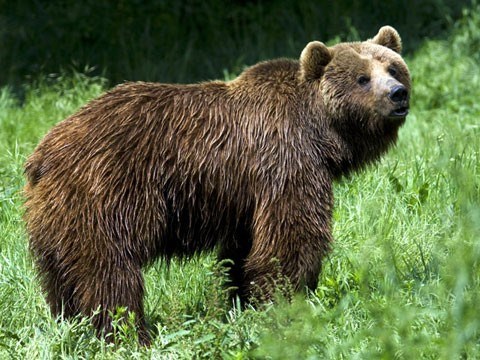 n-grizzly-bear_shutterstock_18