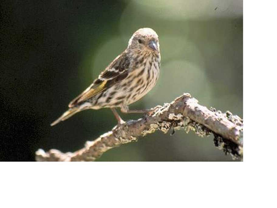 n-bird-count-1851