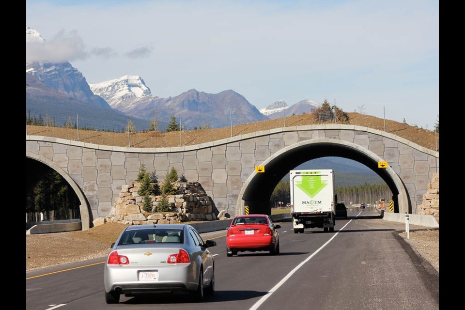 Monitoring of the wildlife underpasses and overpasses along the TransCanada Highway in Alberta has shown animals are using the man-made travel corridors. ALLEN BEST
