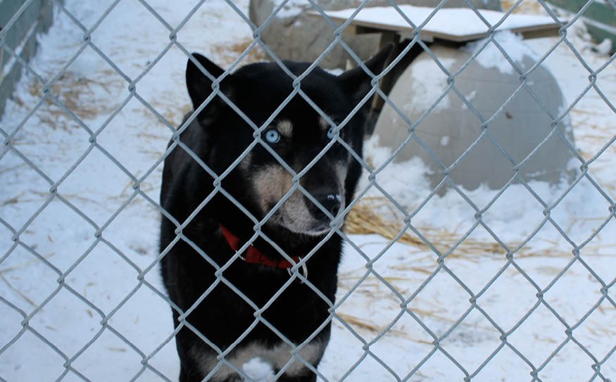 n-sled_dog_standards_19