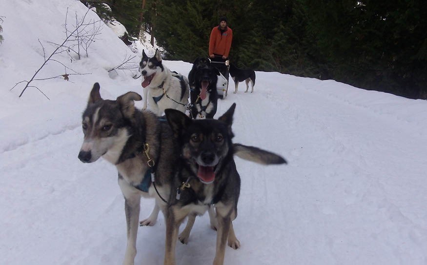 FOUR LEGS FAST Sled dog tours are a fun spring break activity in Whistler. Photo by John French