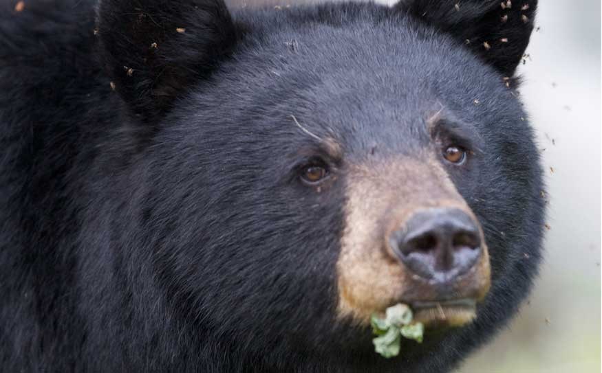 Bear Necessities The importance of berries and weight gain can be seen in the facial comparison of Rosie from late spring (left) to post-berries in fall (right). Rosie is an older resident female on the east side of Whistler Mountain. Photography is vital to documenting changes in bear condition from season to season. photos by michael allen, black bear researcher