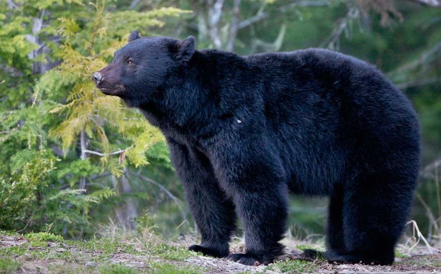 В австралии живут медведи. Голубой Барибал. Синий медведь. Синий медведь живой. Синий медведь в природе.