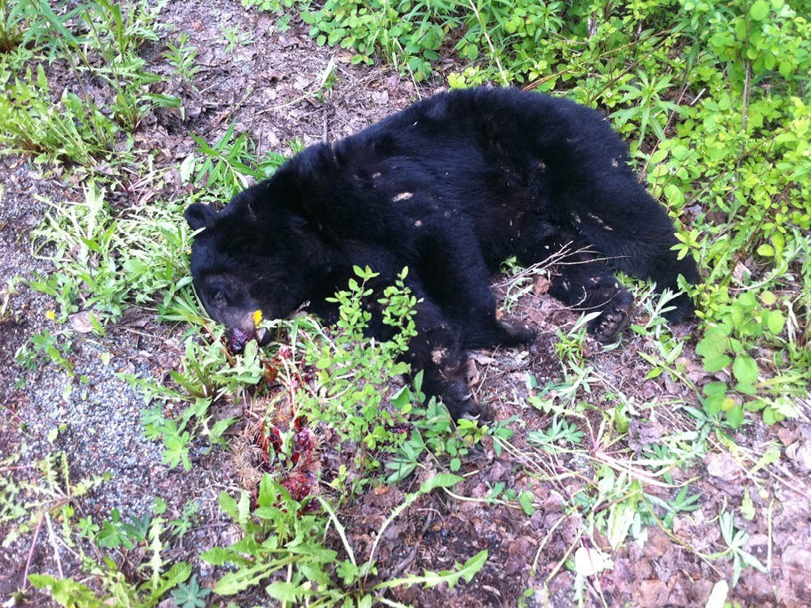 n-bear_killed_19