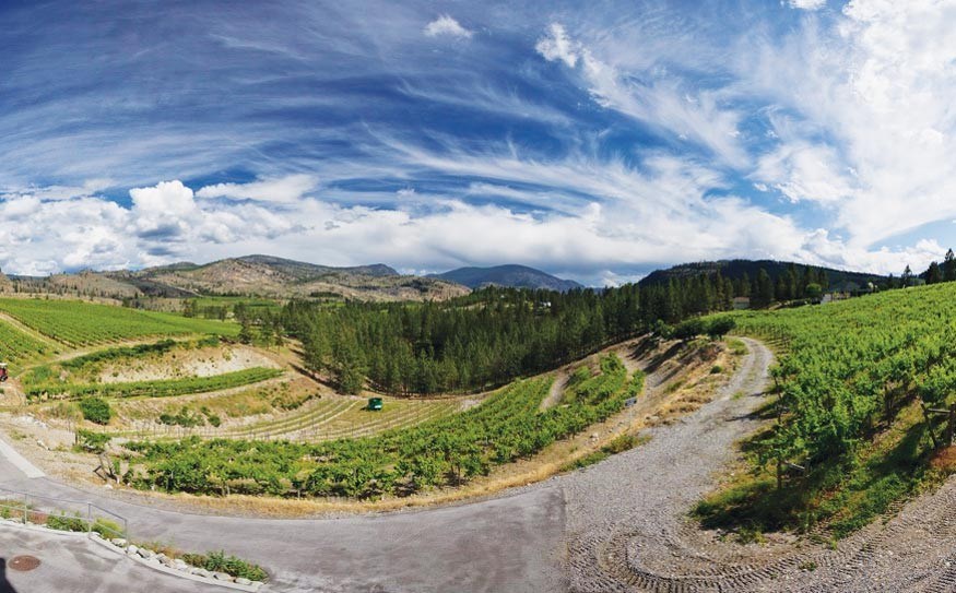 The Vineyard at Stag's Hollow. Photo c/o Stag's Hollow Winery &amp; Vineyard.