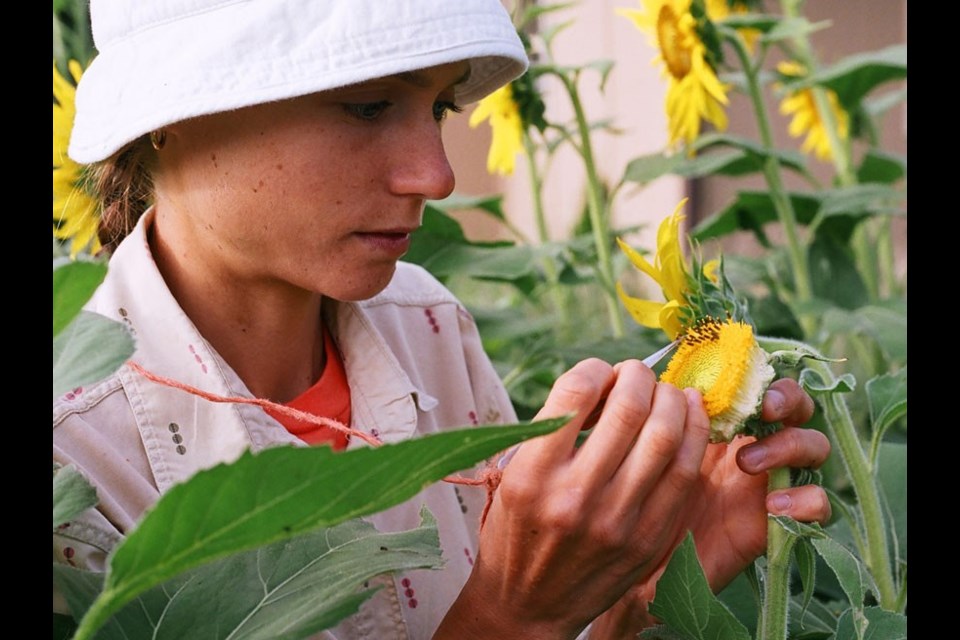 Land Institute researcher Sheila Cox works to cross the sunflower, an annual , with a wild, perennial relative to create a hybrid that yields more more and larger seed but doesn't require annual replanting. Sunflower, corn and other grains are responsible for more than two-thirds of calories consumed by humans. Photo: Stan Bontz/The Land Institute