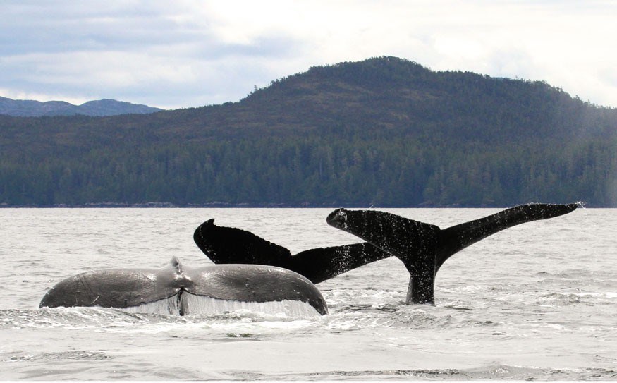 Dive time Humpbacks are frequent visitors to Caamano Sound and their strong family units and acoustic traditions are captivating to researchers and volunteers alike. Photo by Jenn Dickie