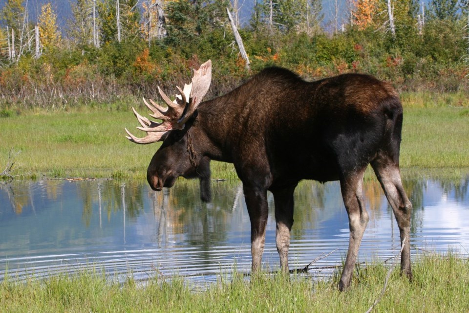 n-moose_shot_by_shutterstock_19