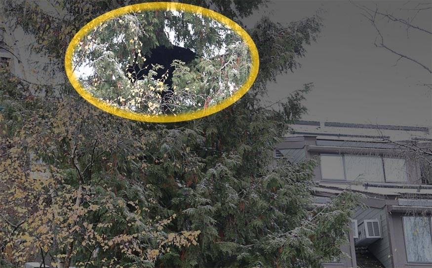 VILLAGE VISITOR A bear spotted in a tree in the village at the gondola end of Village Stroll on Wednesday was deemed a public safety risk and was destroyed. Photo by Brad Kasselman Coastphoto.com