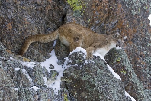 n-cougar_shutterstock_20