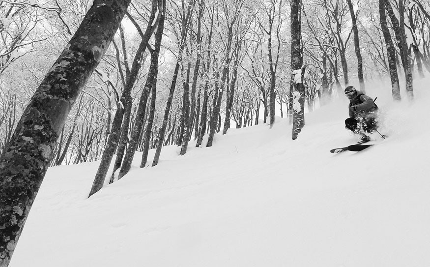 Shreddy, aim fire: Cortina's trees on a low-snow day. Leslie Anthony