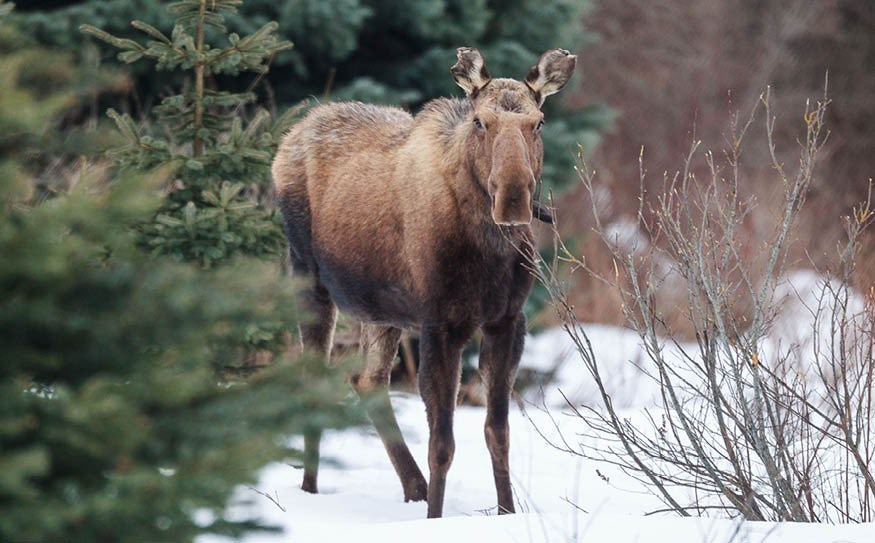 n-web_moose_by_joern_rohde_20