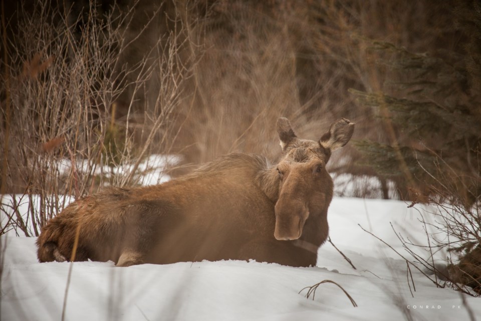 n-moose_conrad_petzsch-kunz-moose-whistler_march_8_2013_cpk-moose-whistler-7505