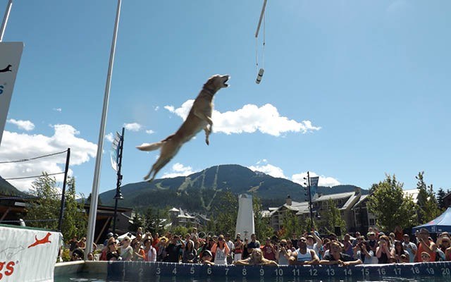 LAB EXPERIMENT One of the many labs competing at the Dockdogs event on Saturday, July 27 at Whistler Olympic Plaza finds success in the Extreme Vertical event. Photo by John French